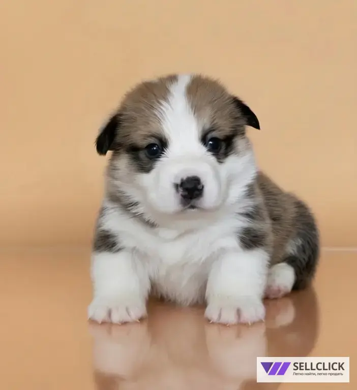 Вельш Корги Пемброк