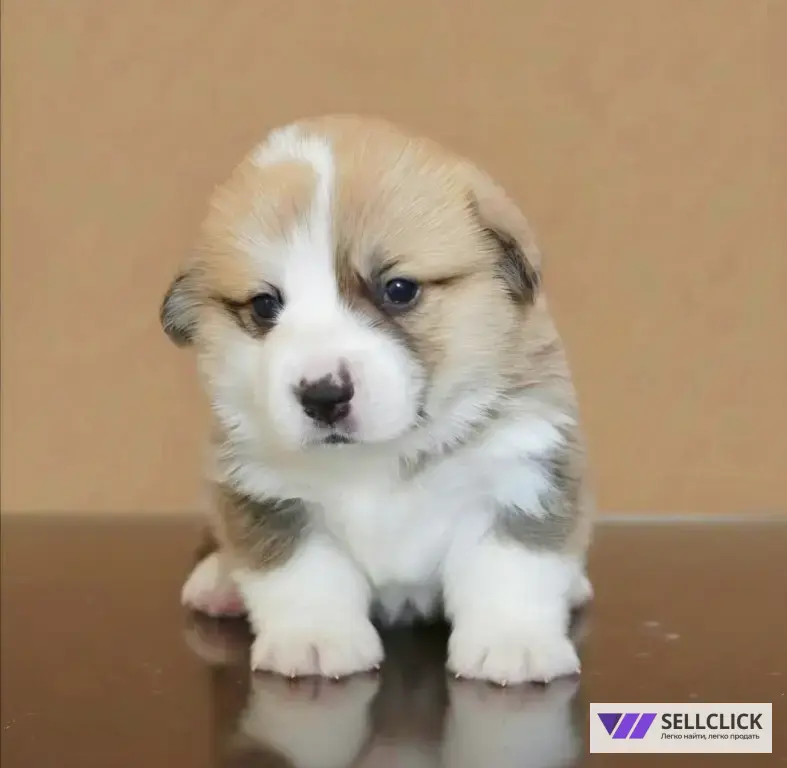 Вельш Корги Пемброк