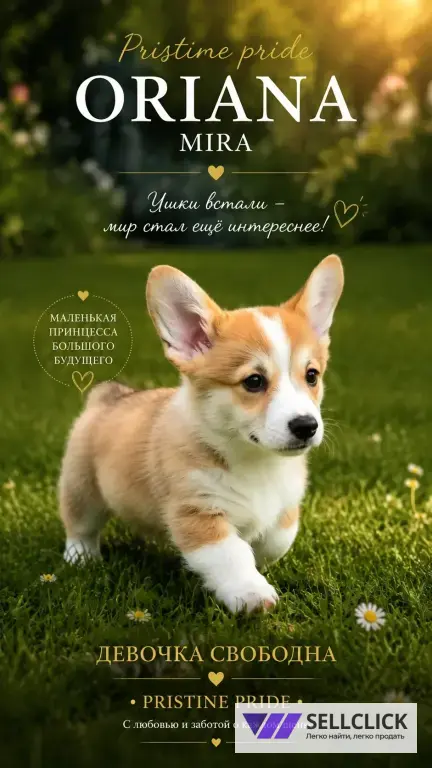 Вельш Корги Пемброк