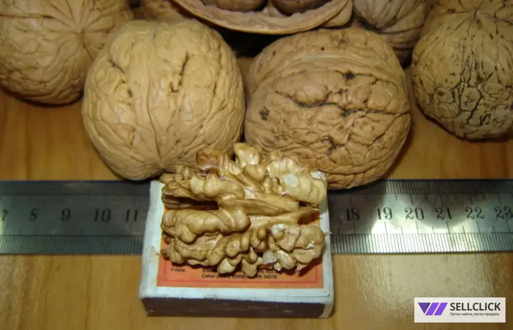 Саженец грецкого ореха сорт Великан