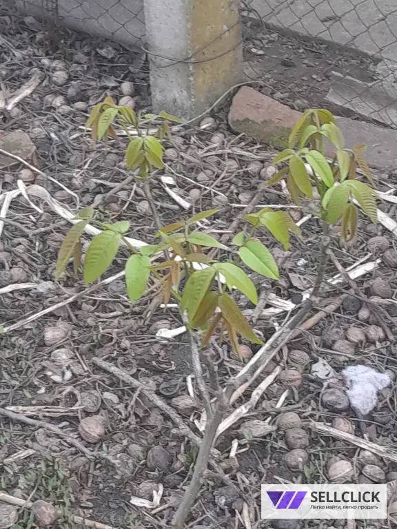 Саженец грецкого ореха сорт Великан