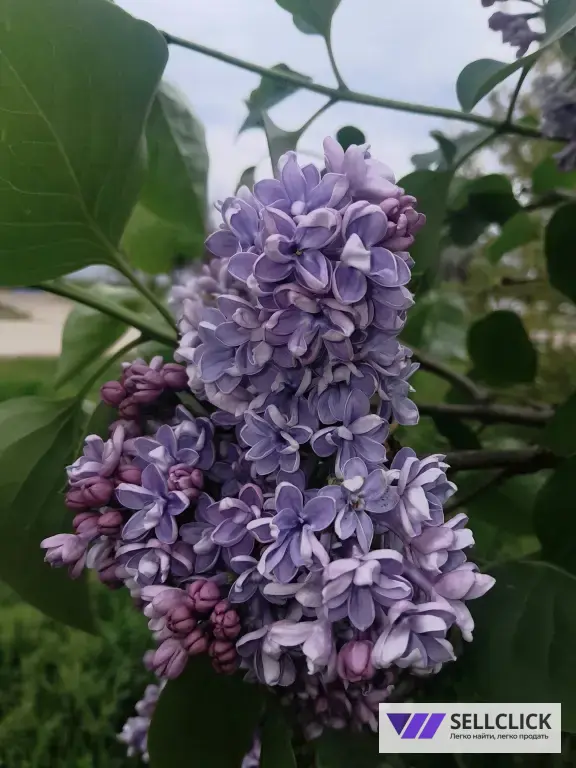 Саженцы сирени обыкновенная