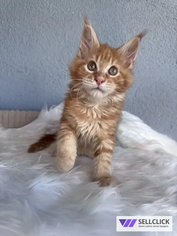 Мейн-кун котенок рыжий