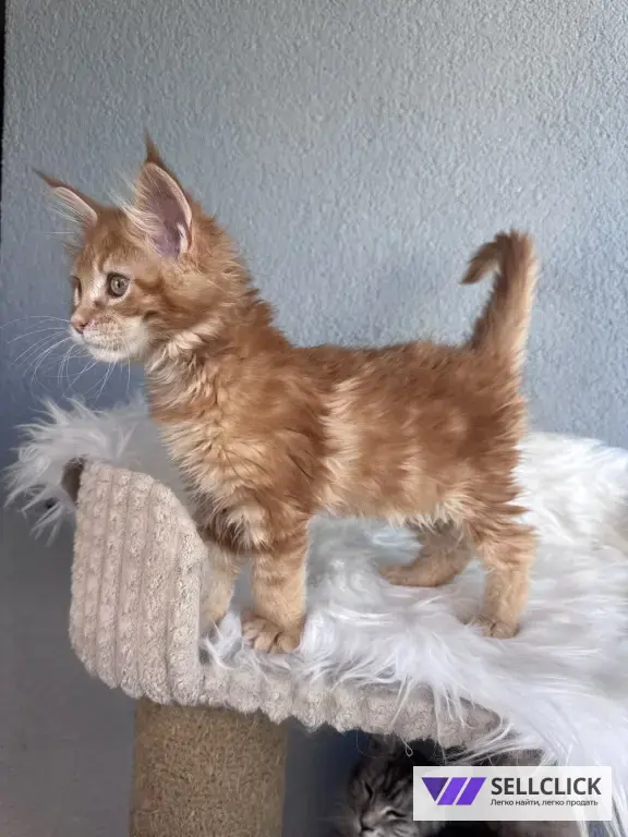 Мейн-кун котенок рыжий