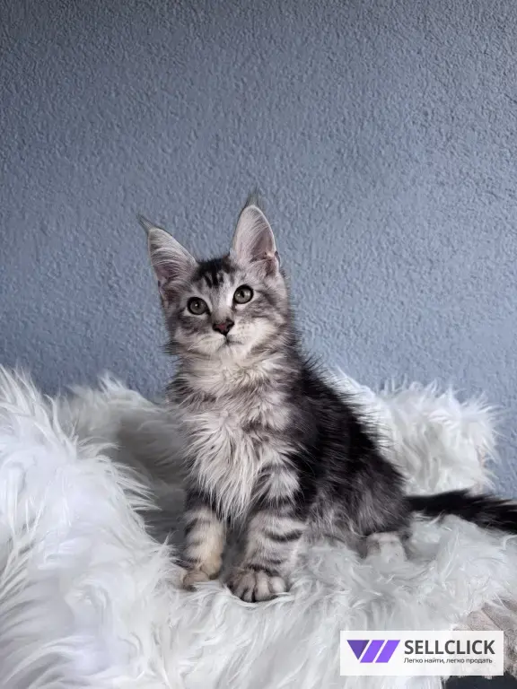 Мейн-кун котенок