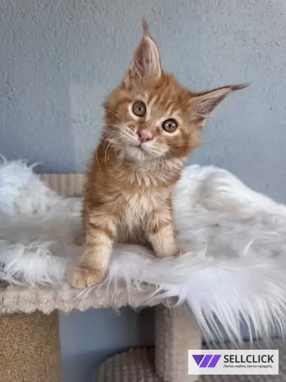 Мейн-кун котенок рыжий
