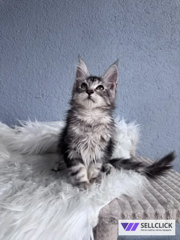 Мейн-кун котенок