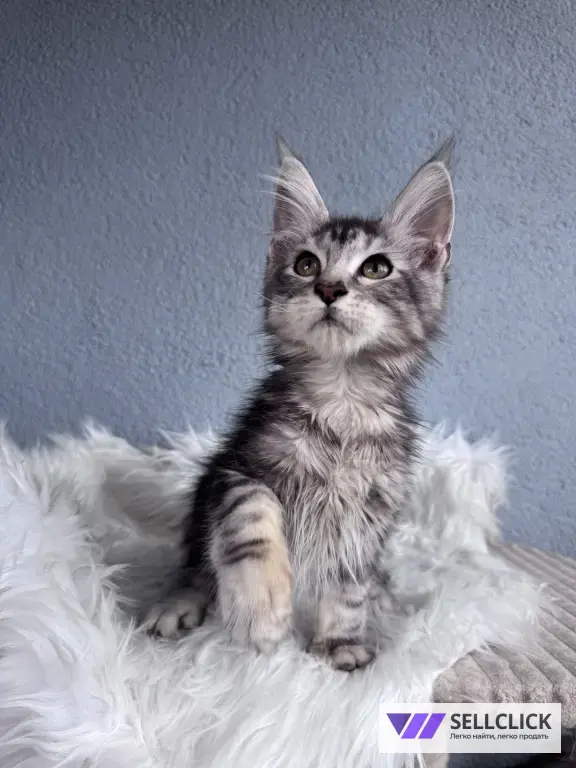 Мейн-кун котенок