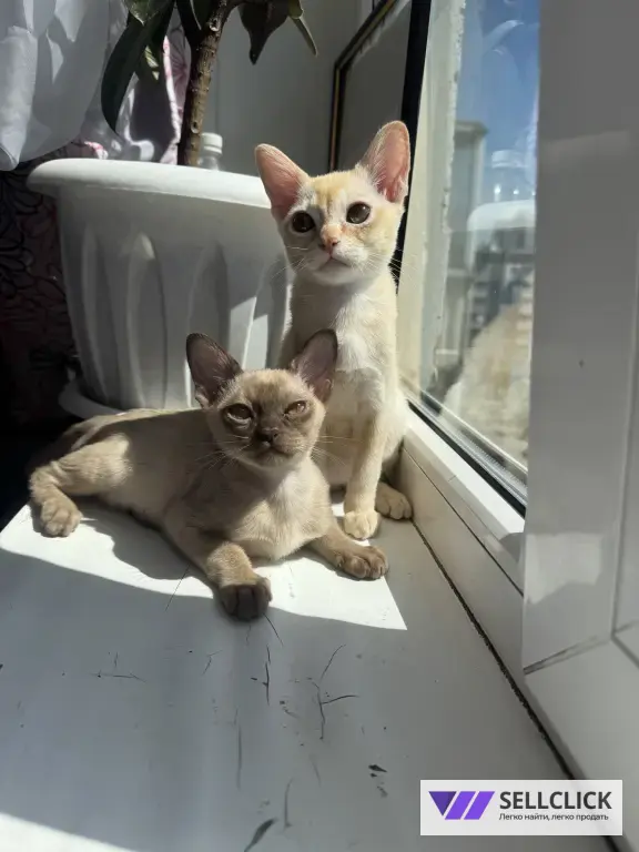 бурманский котенок