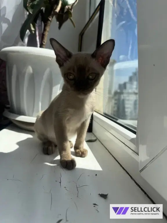 бурманский котенок