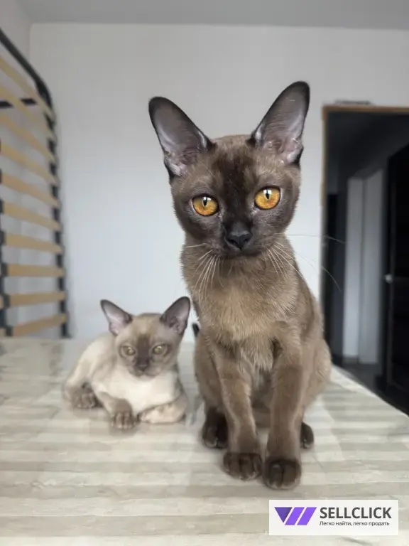 бурманский котенок