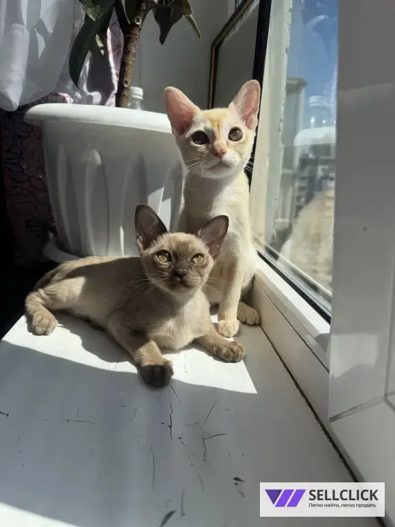 бурманский котенок
