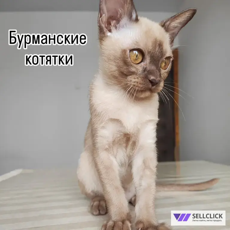 бурманский котенок