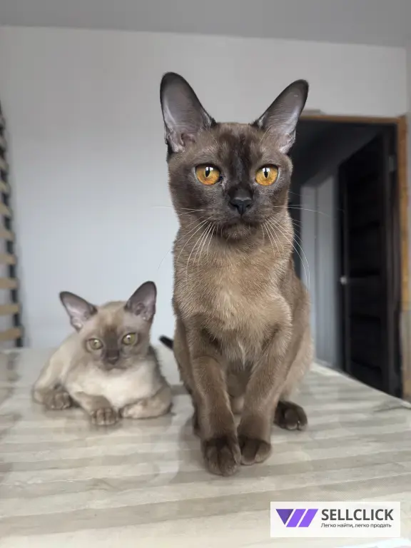 бурманский котенок