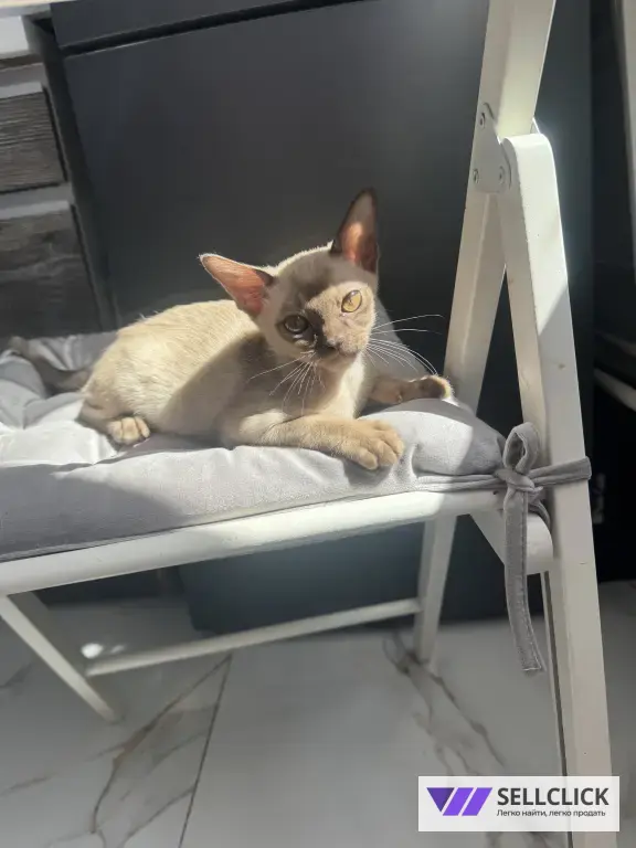 бурманский котенок