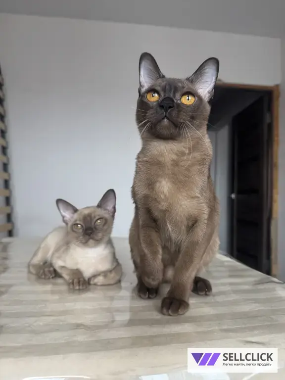 бурманский котенок