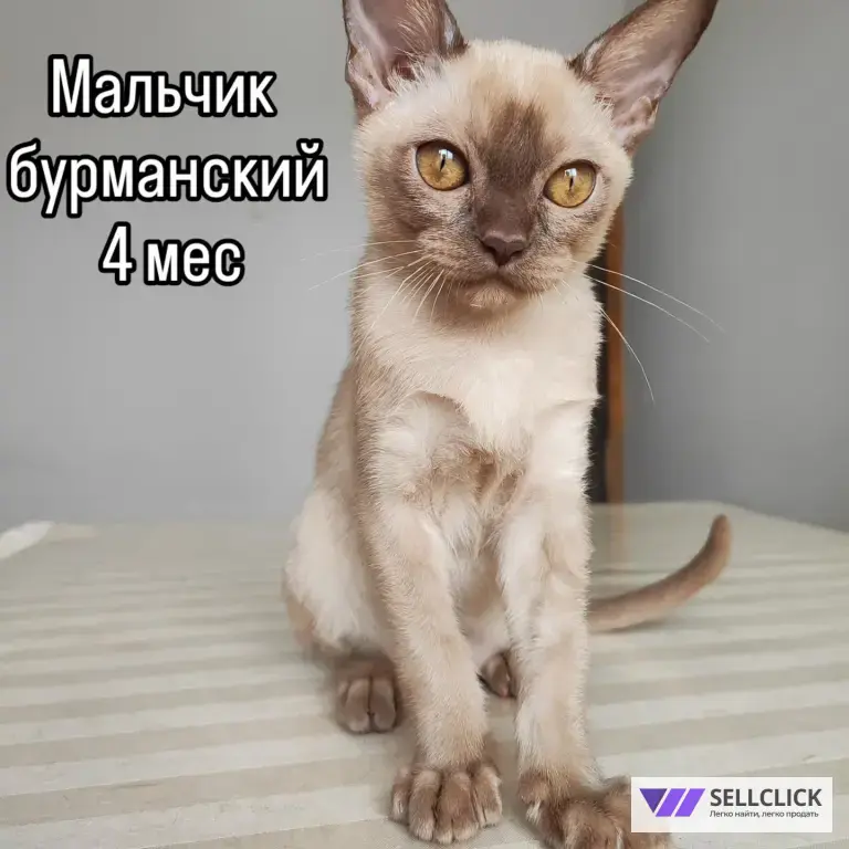 бурманский котенок