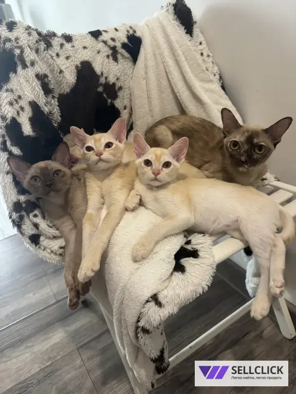 бурманский котенок