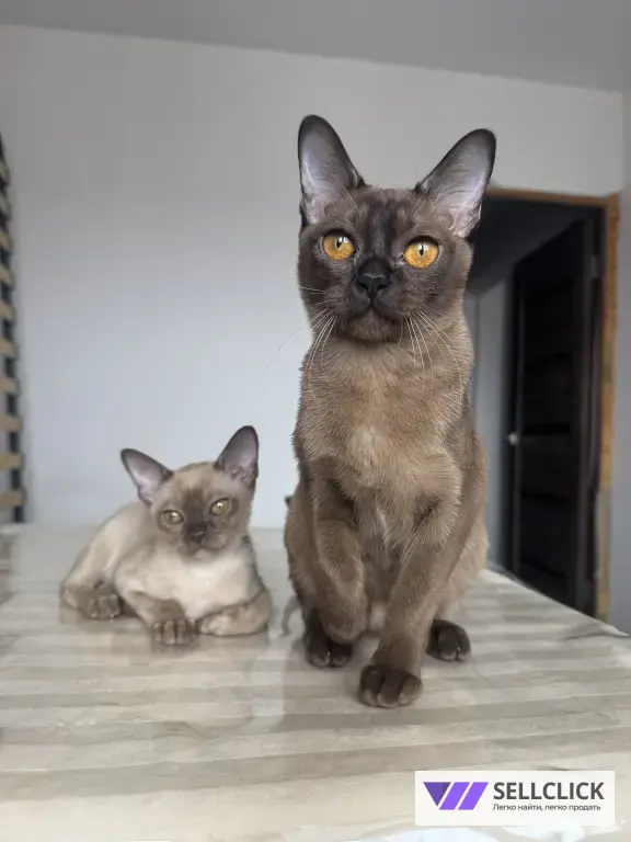 бурманский котенок