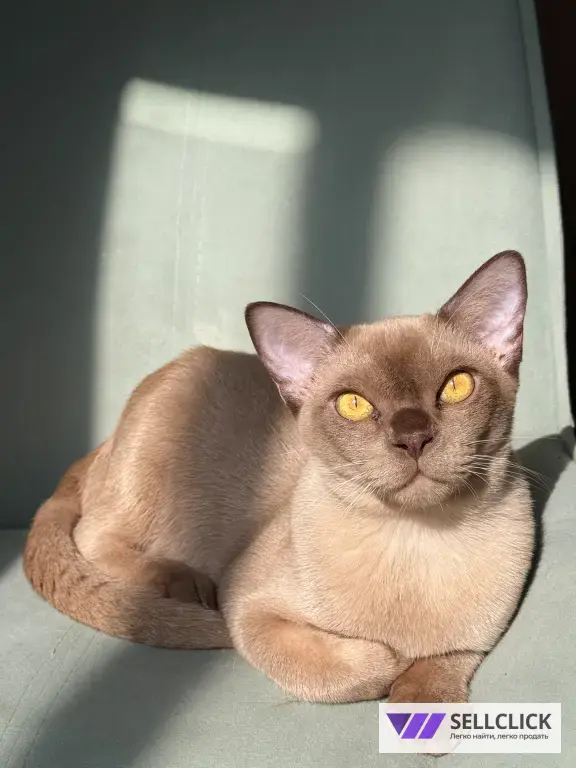 Бурманский котенок
