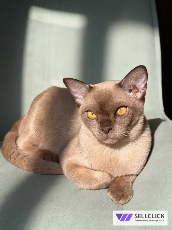 Бурманский котенок