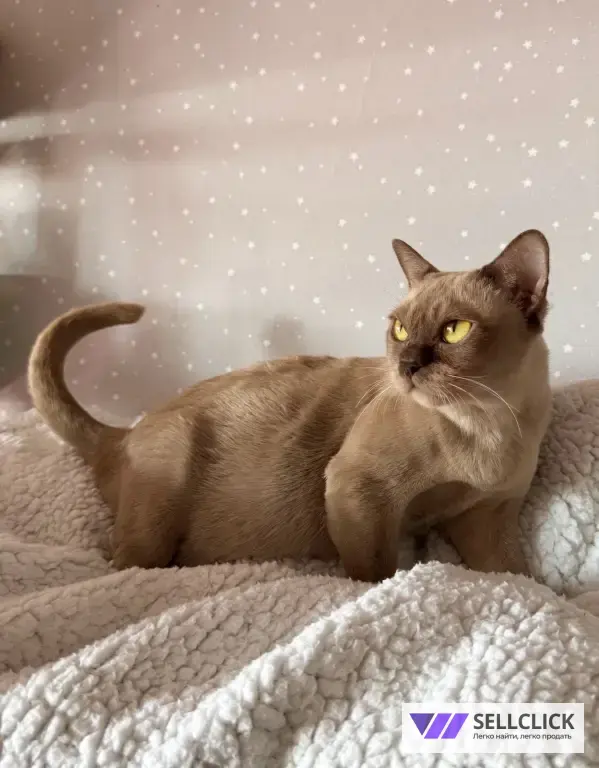 Бурманский котенок