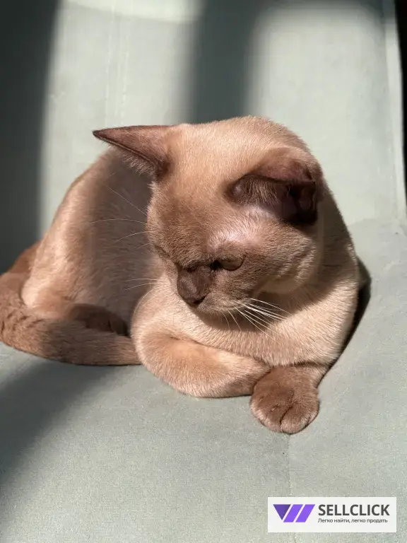 Бурманский котенок
