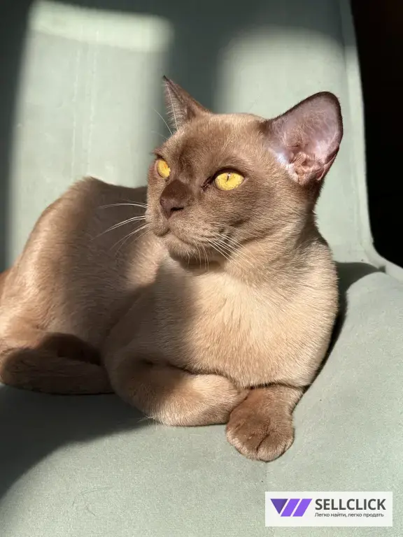 Бурманский котенок