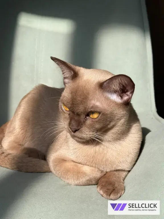 Бурманский котенок