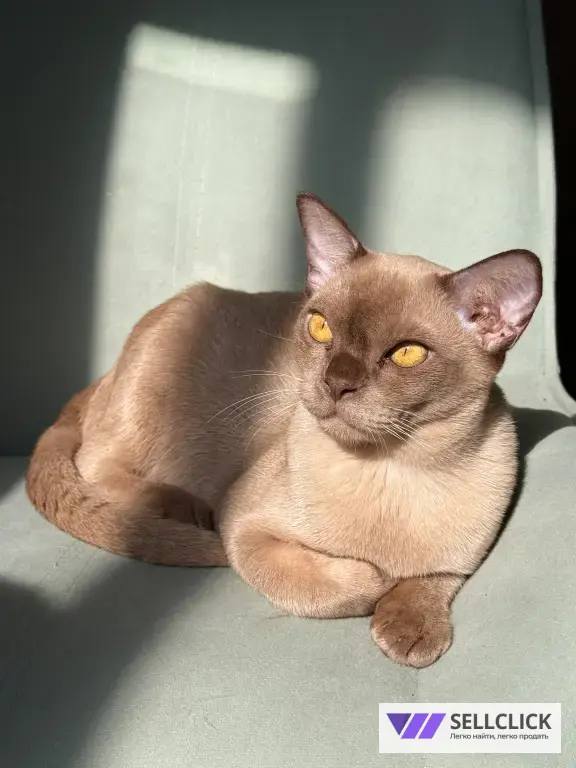 Бурманский котенок
