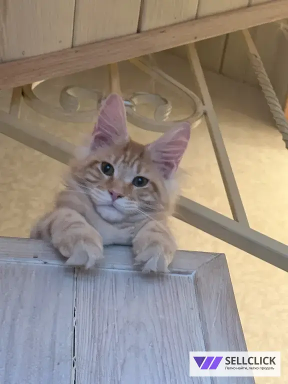 котенок мейн-кун от выставочных родителей