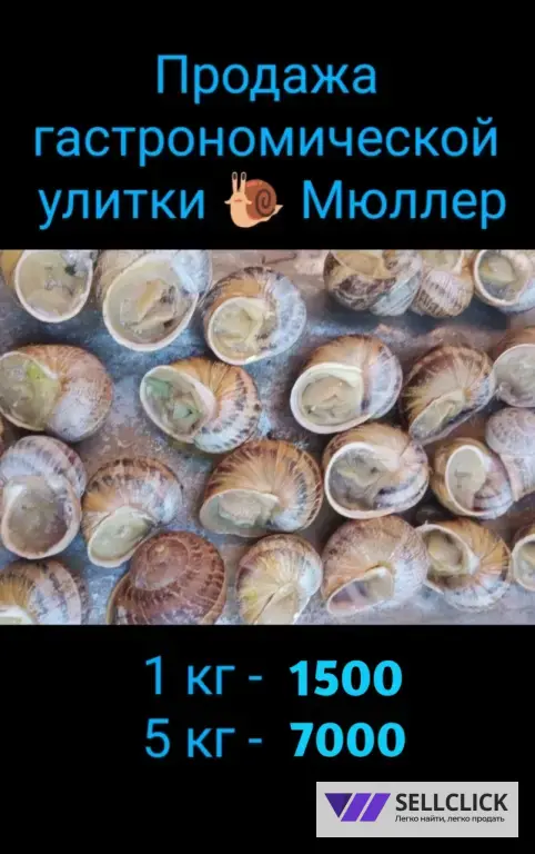 Улитки Мюллер
